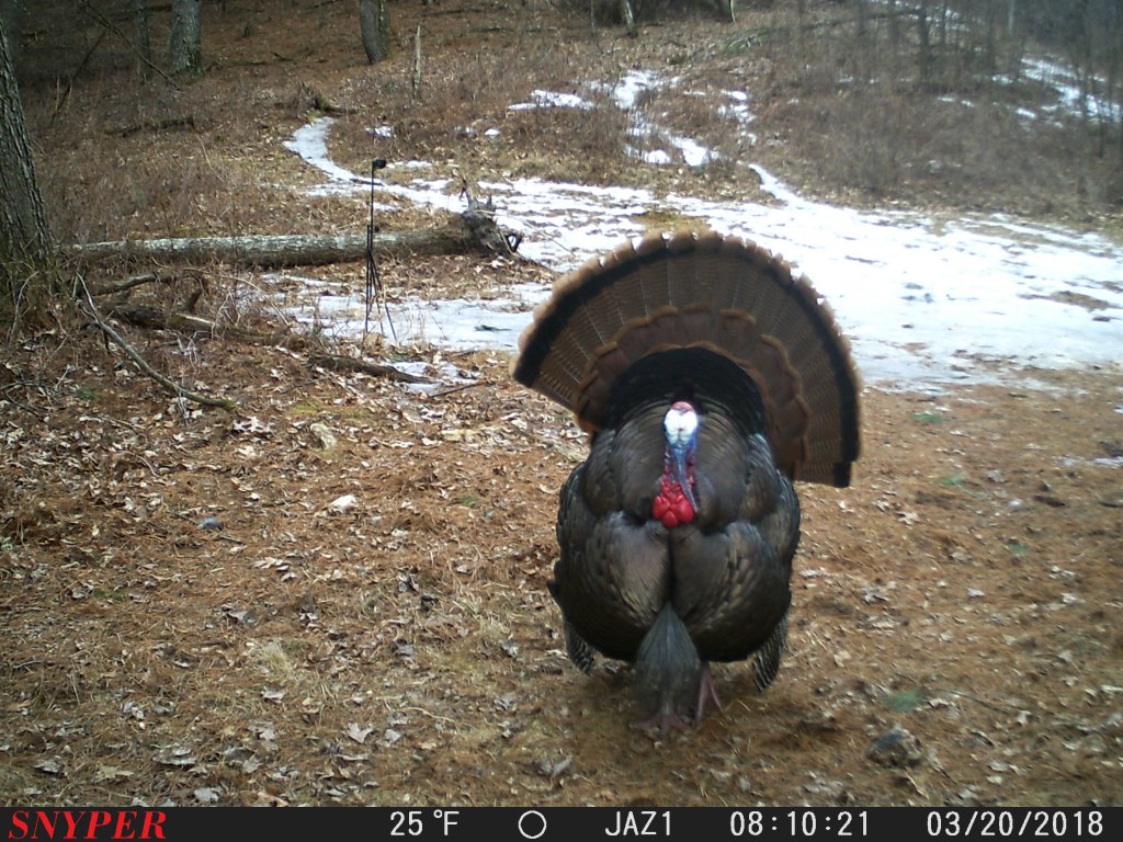 Trail Cam Tuesday