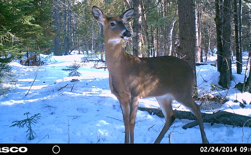 Trail Cam Tuesday