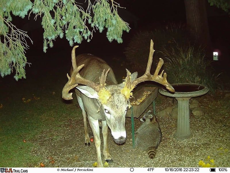 Trail Cam Tuesday