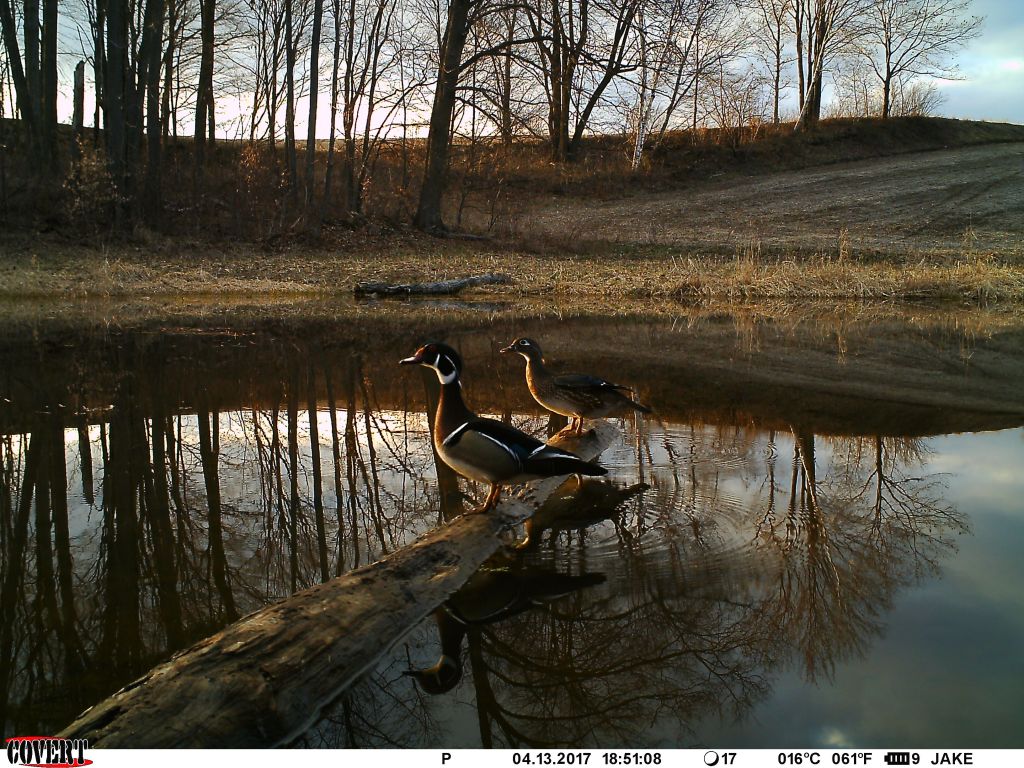 Trail Cam Tuesday