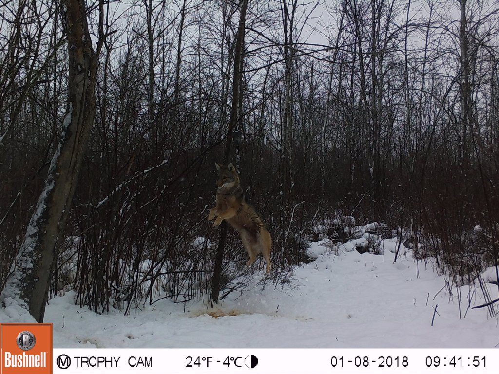 Trail Cam Tuesday