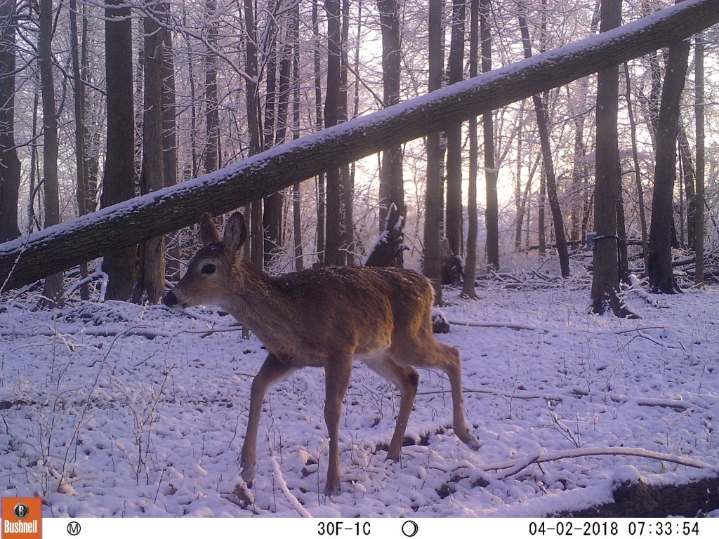 Trail Cam Tuesday