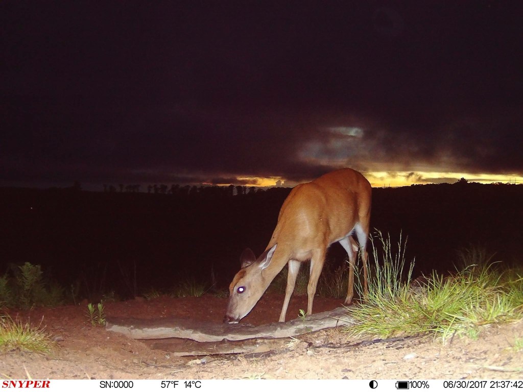 Trail Cam Tuesday