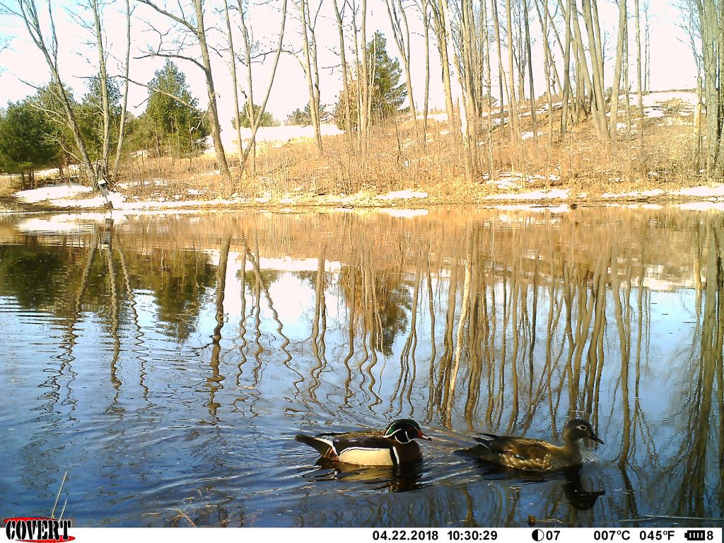 Trail Cam Tuesday