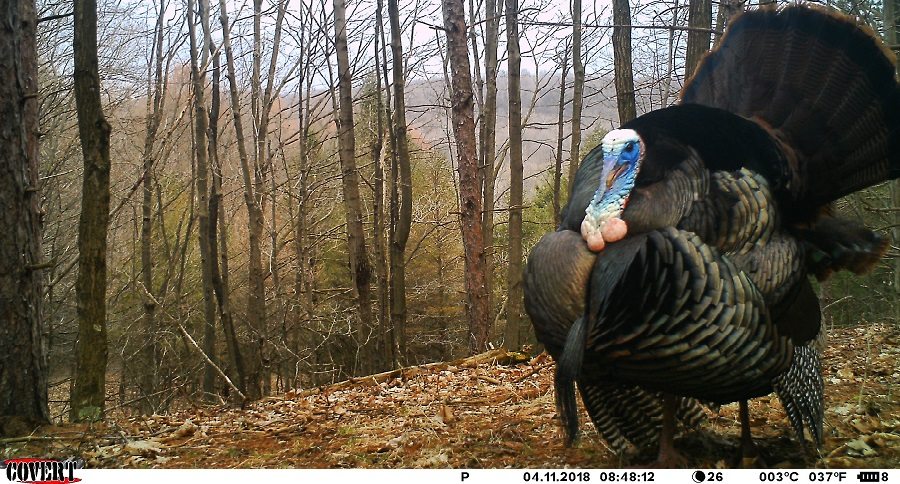 Trail Cam Tuesday