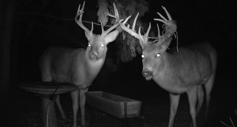 Trail Cam Tuesday