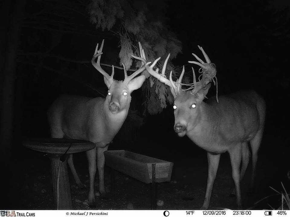 Trail Cam Tuesday