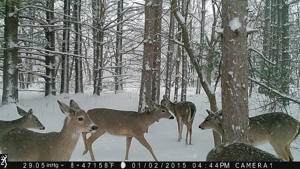 Trail Cam Tuesday