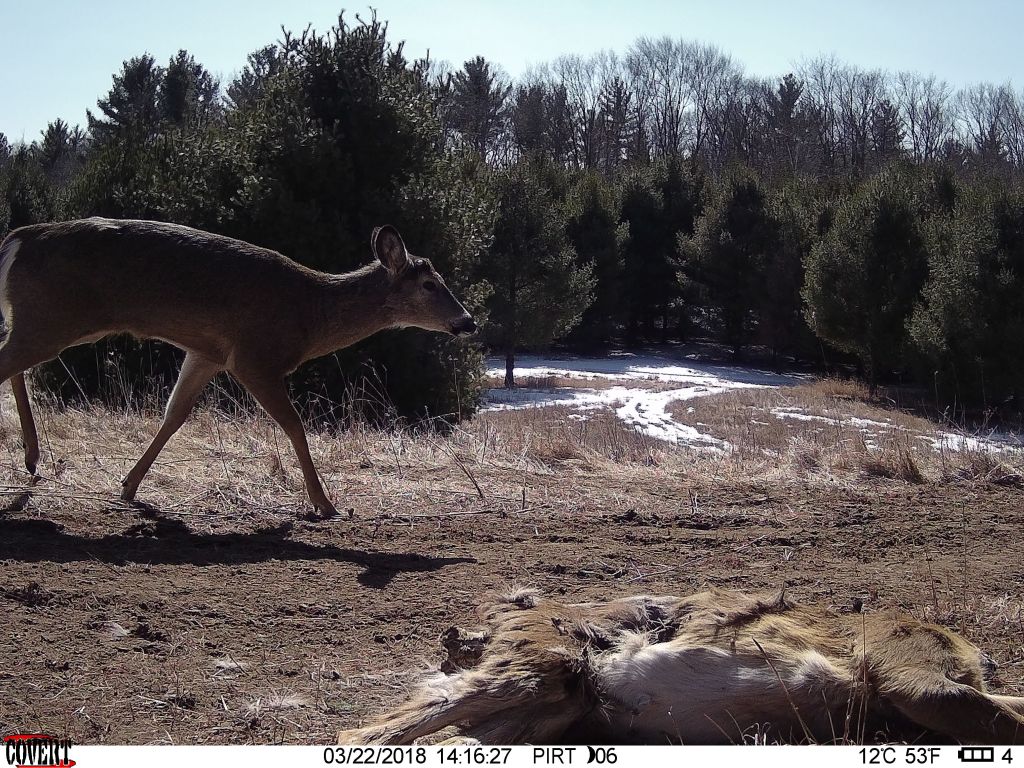 Trail Cam Tuesday