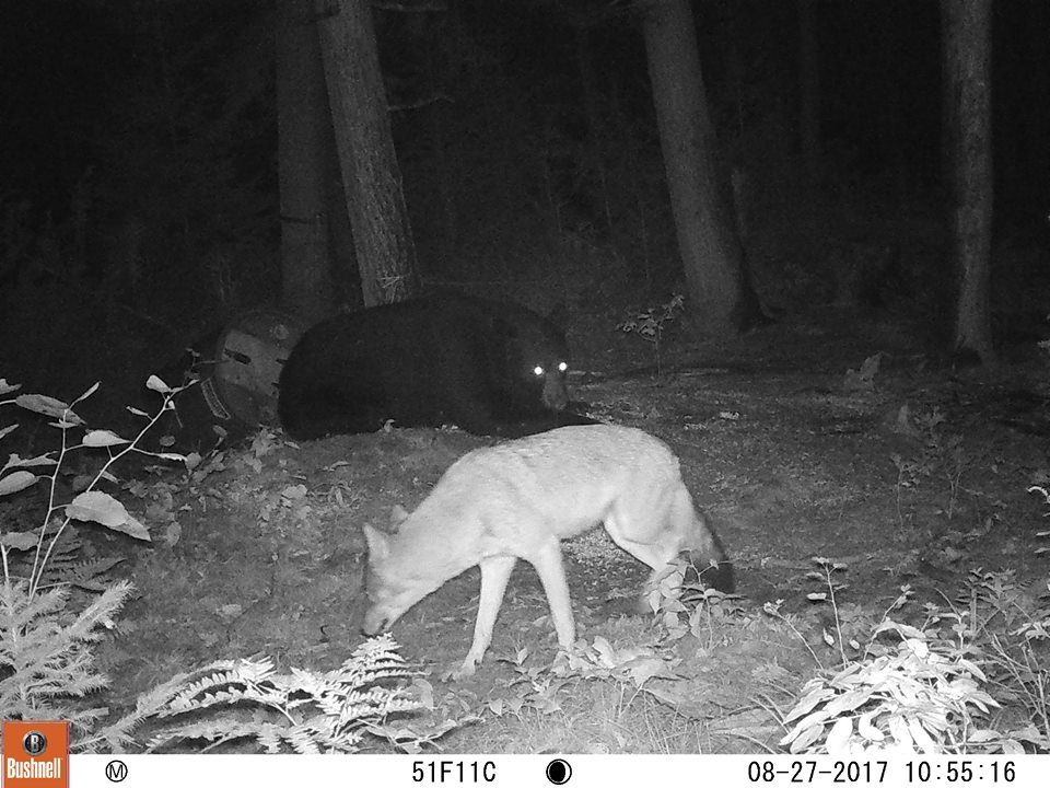 Trail Cam Tuesday