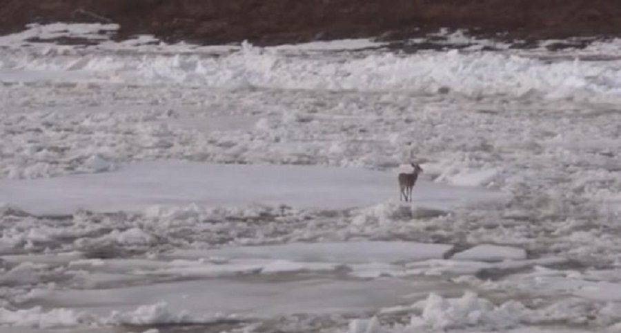 deer ice