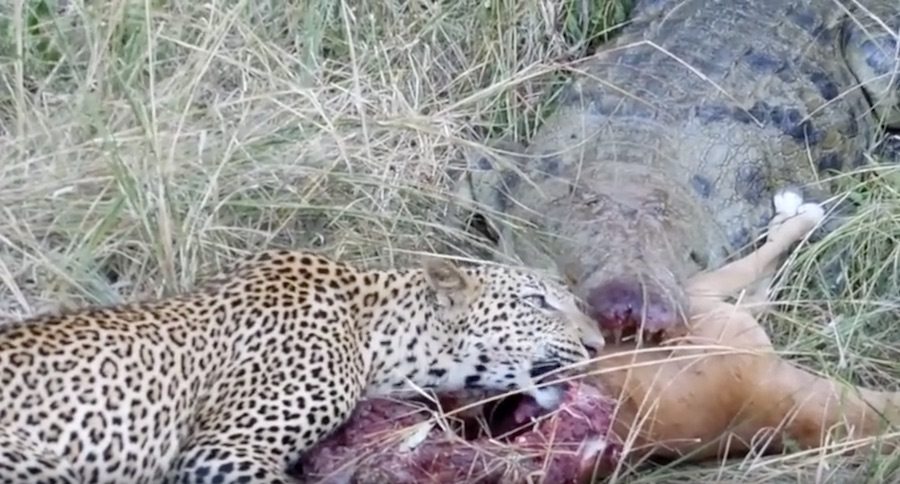 Leopard and Crocodile Fight Over Impala- Who Will Win?