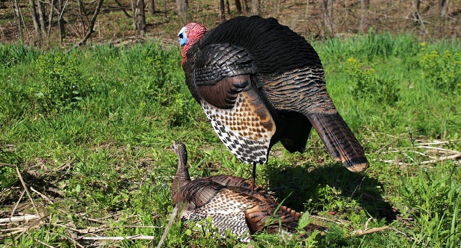 Dave Smith Decoys
