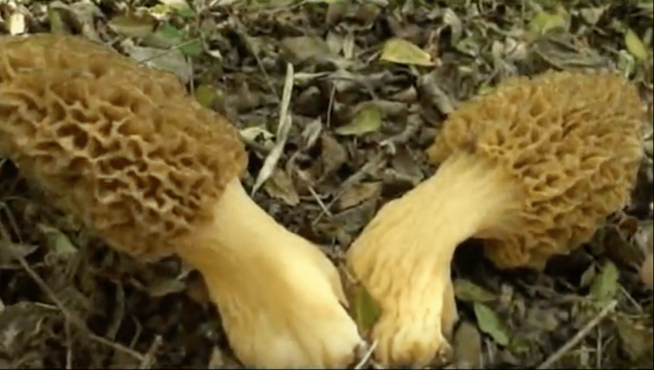 giant morel mushrooms