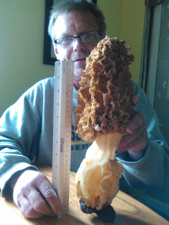 giant morel mushrooms