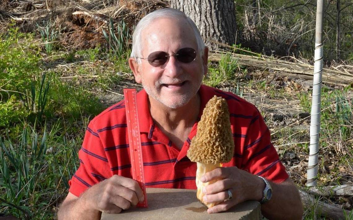 giant morel mushrooms