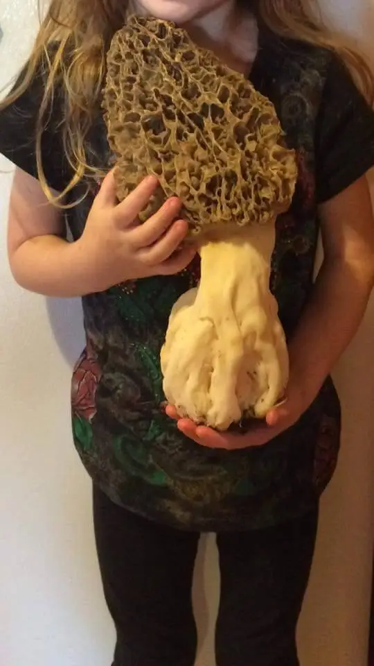 giant morel mushrooms