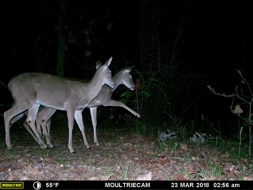 Trail Cam Tuesday