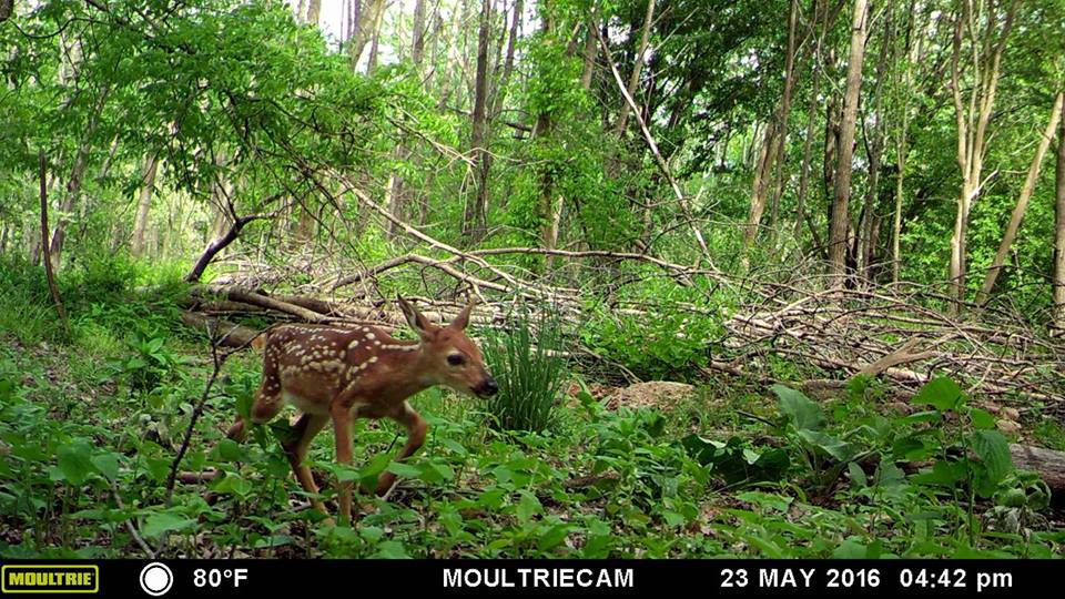 Trail Cam Tuesday