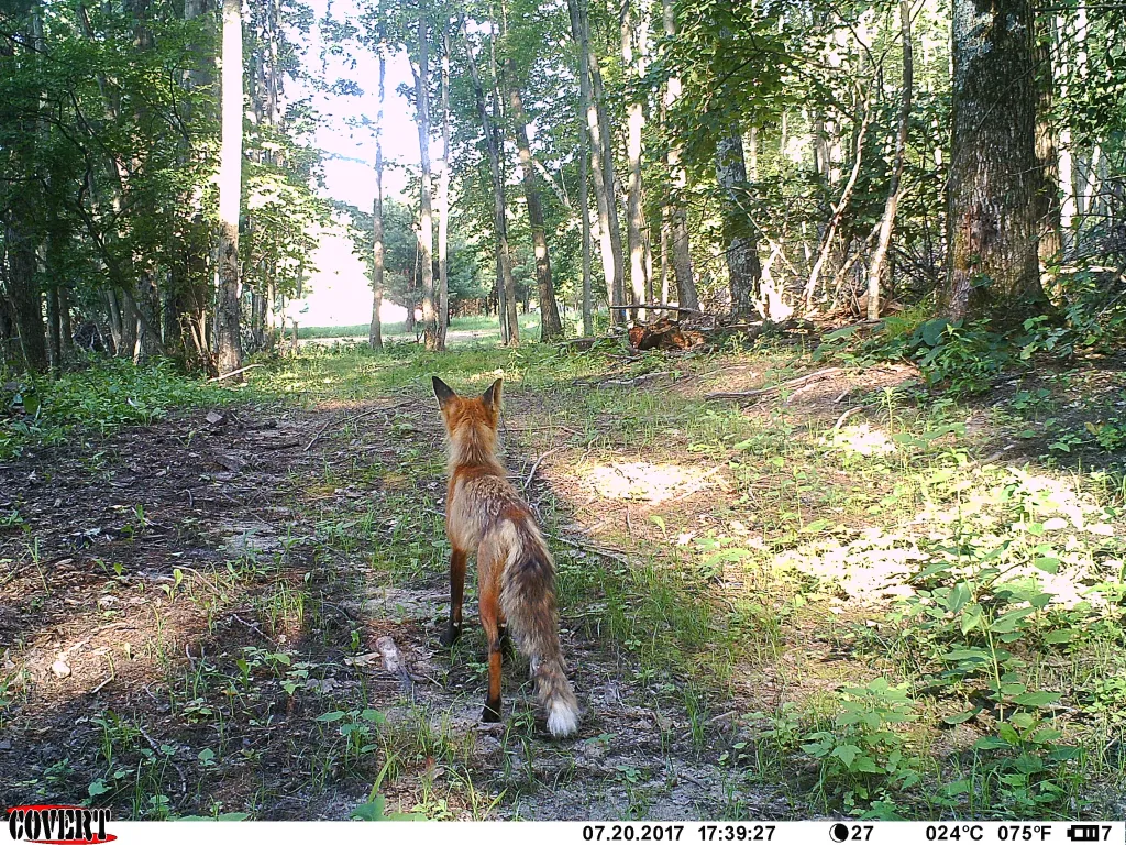 Trail Cam Tuesday