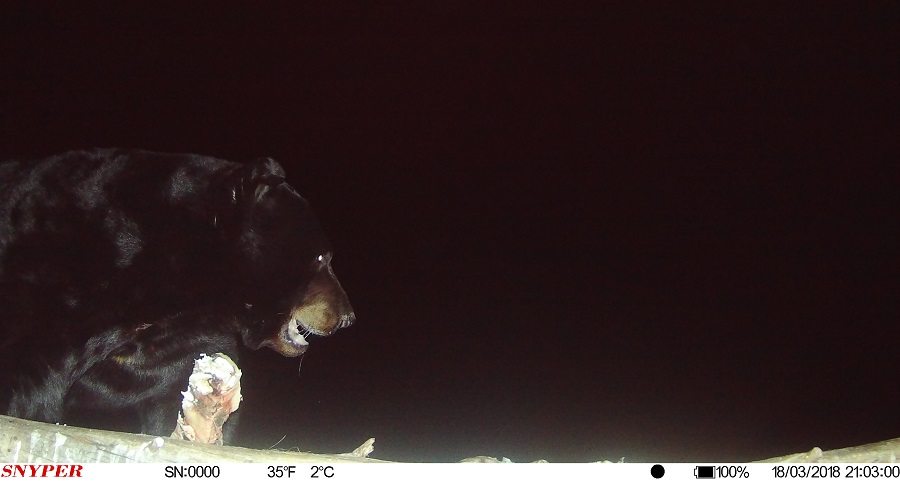 Trail Cam Tuesday