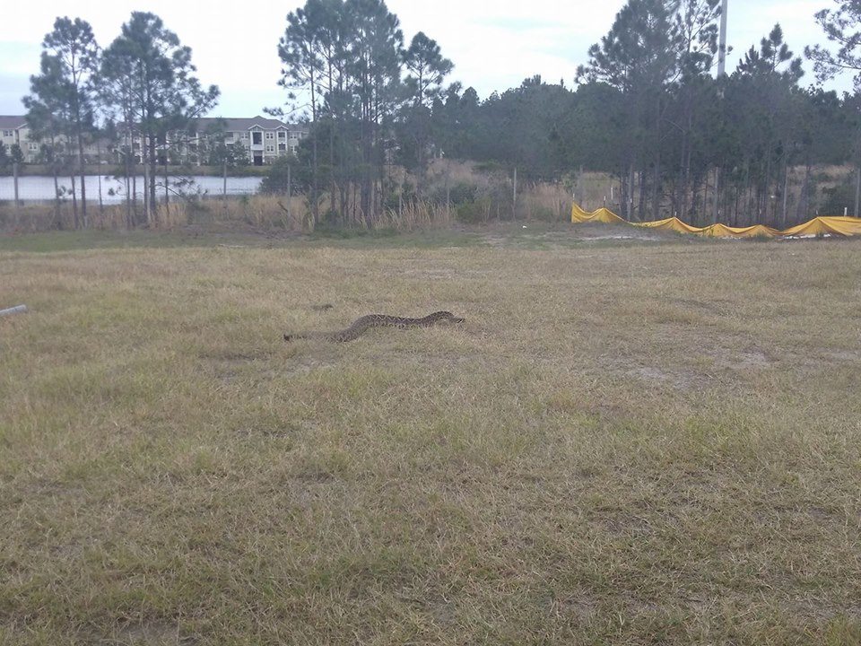 eastern diamondback rattlesnake