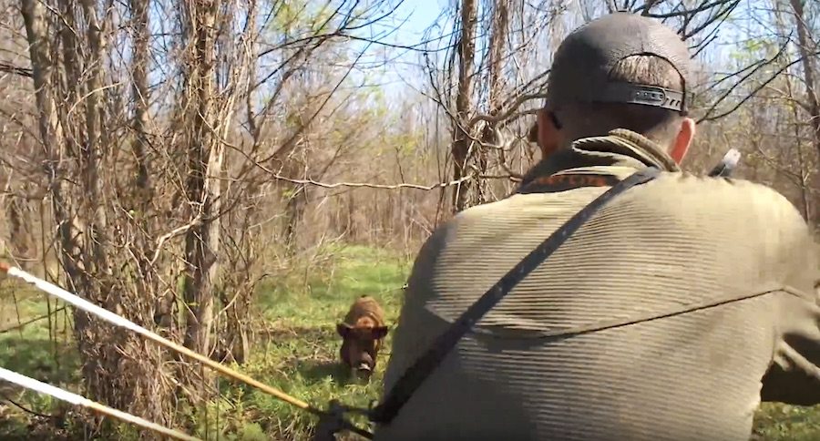 Traditional Archery Hog Hunt arkansas