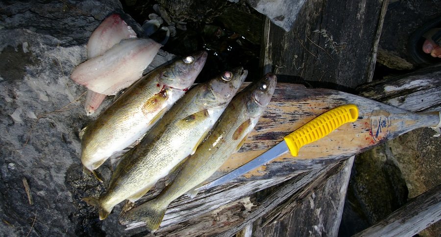 walleye poacher