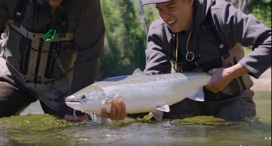 Atlantic salmon