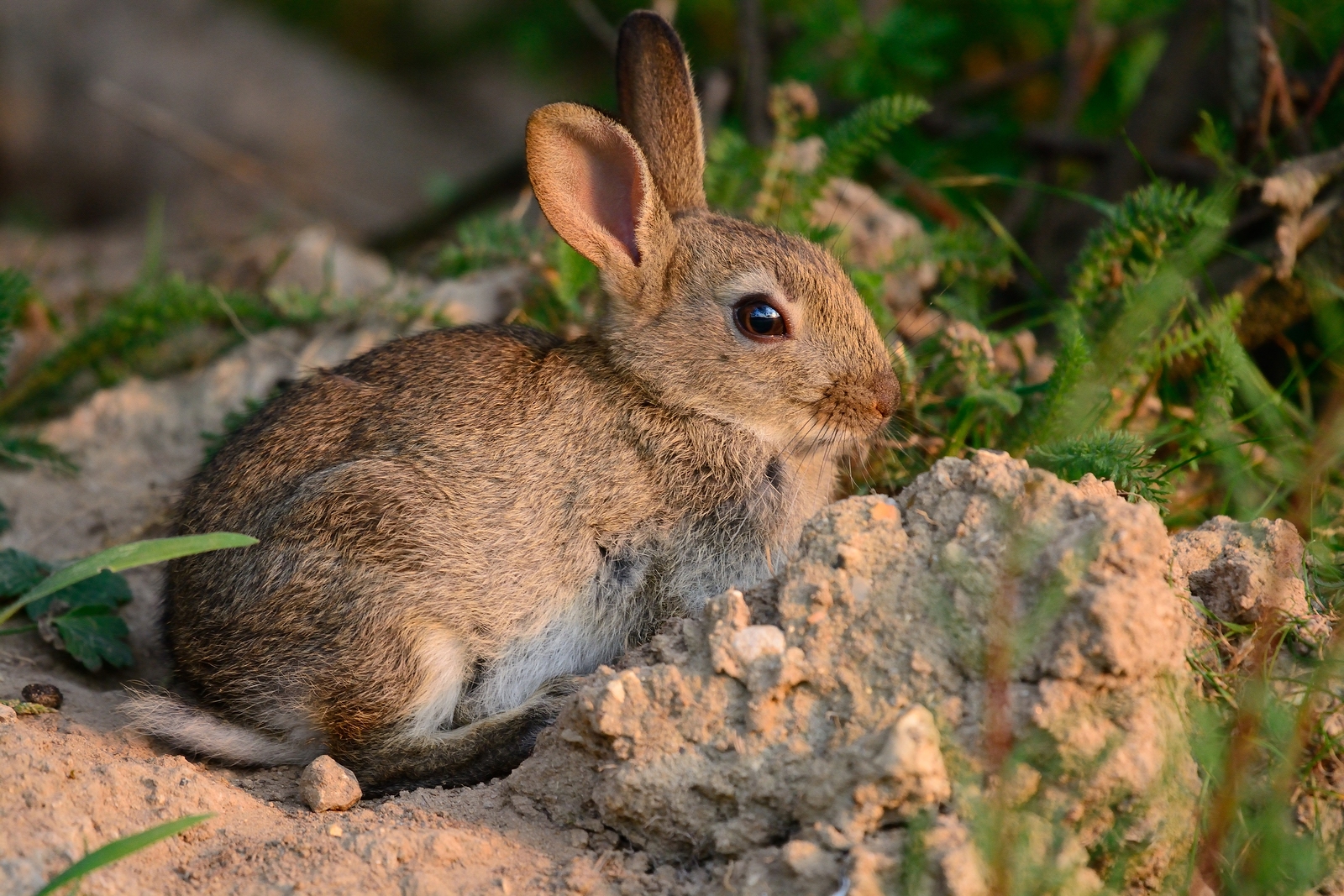 What To Do If You Find A Baby Rabbit In Your Yard