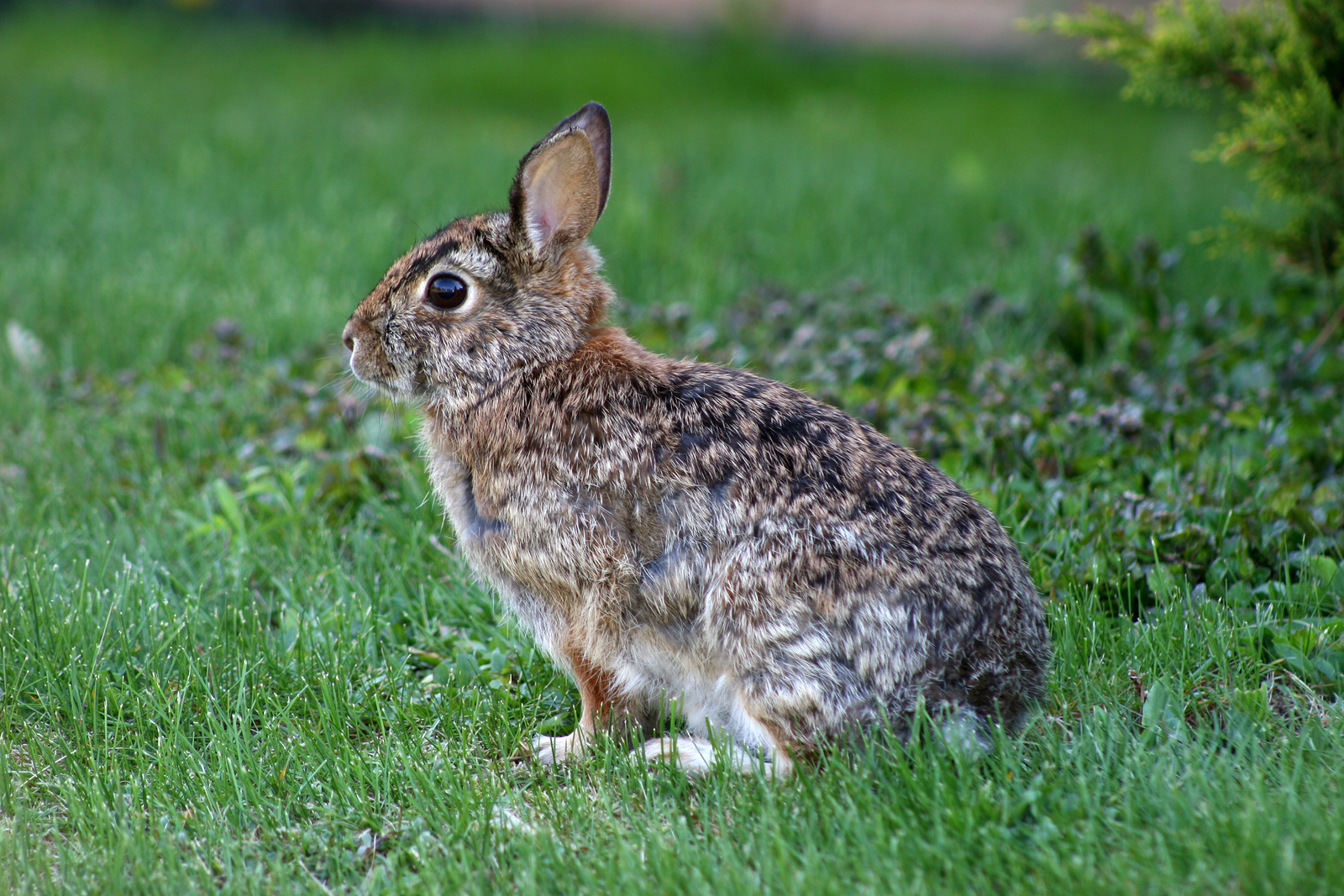 What to Do If You Find a Baby Rabbit In Your Yard