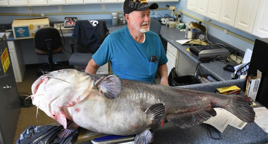 blue catfish