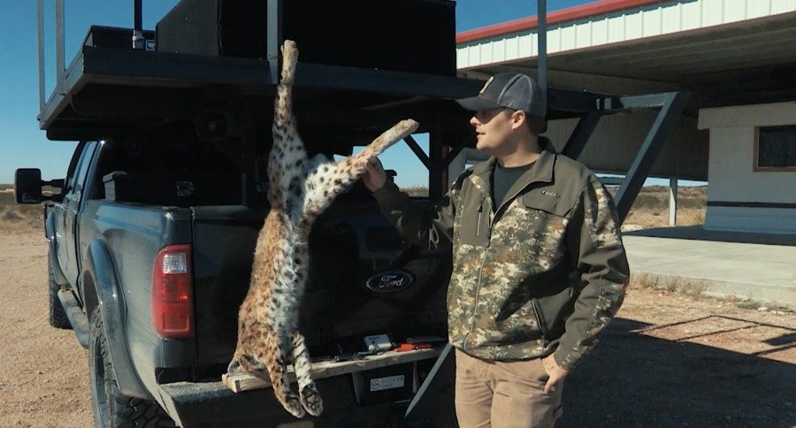 bobcat