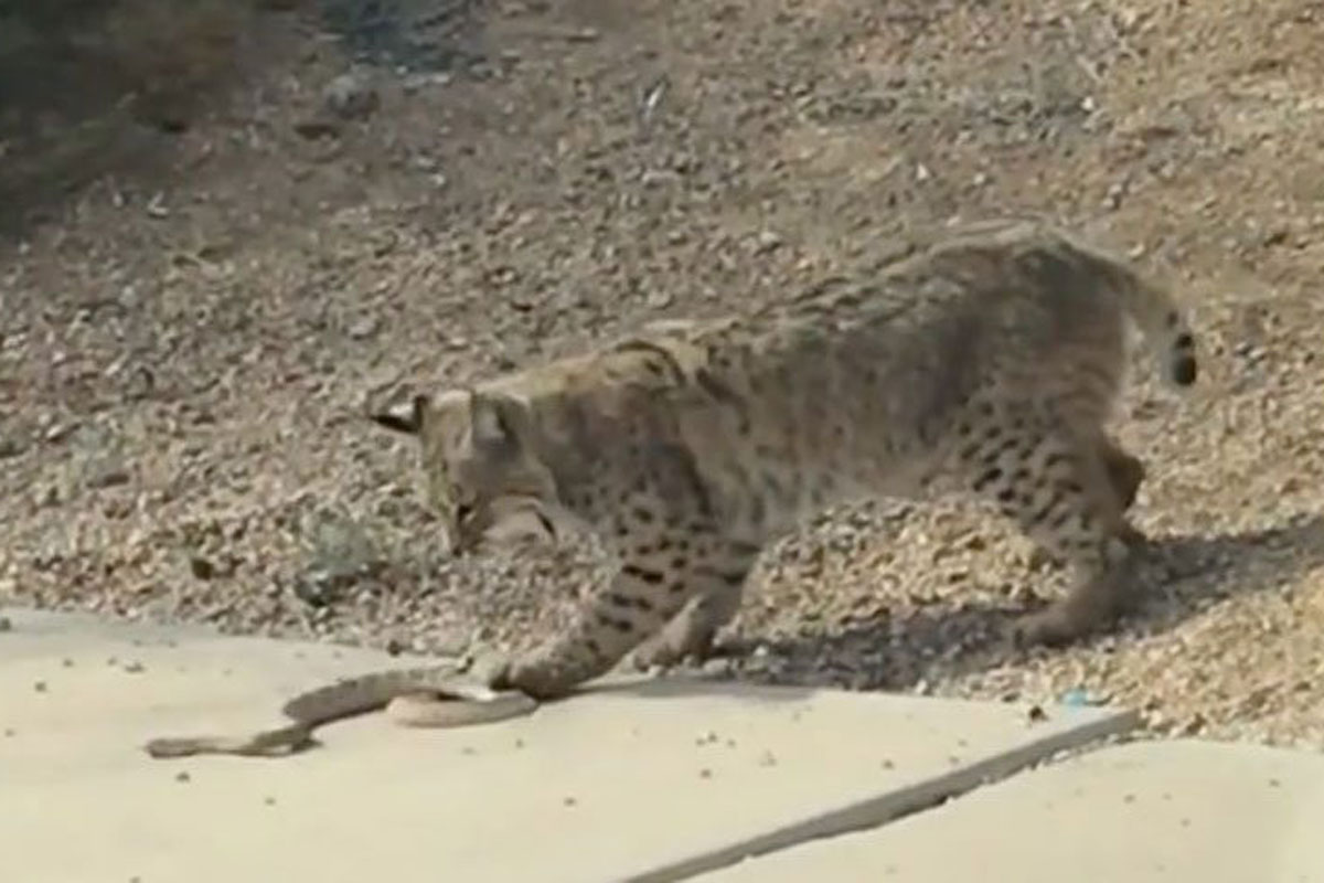 bobcat
