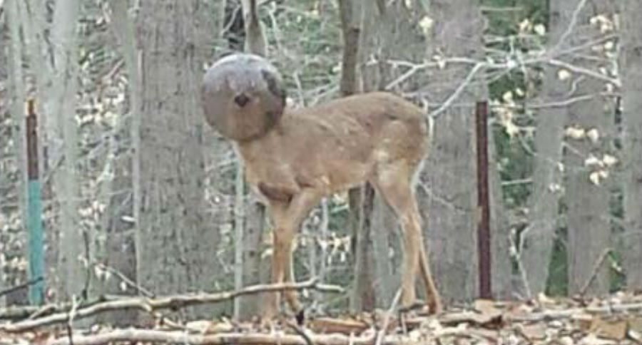 deer