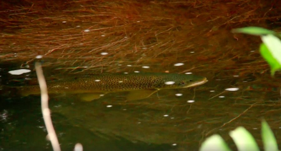 Orvis
