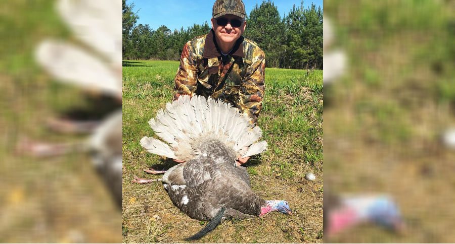 gray turkey