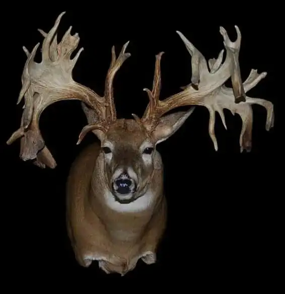 drop tines