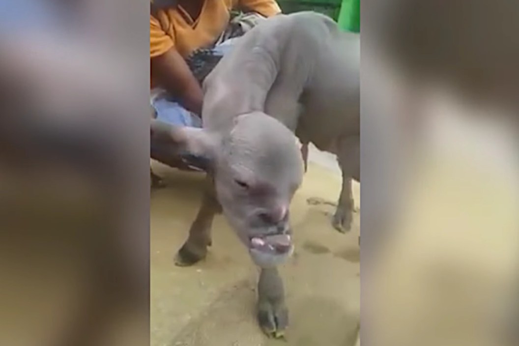 Indian Creature
