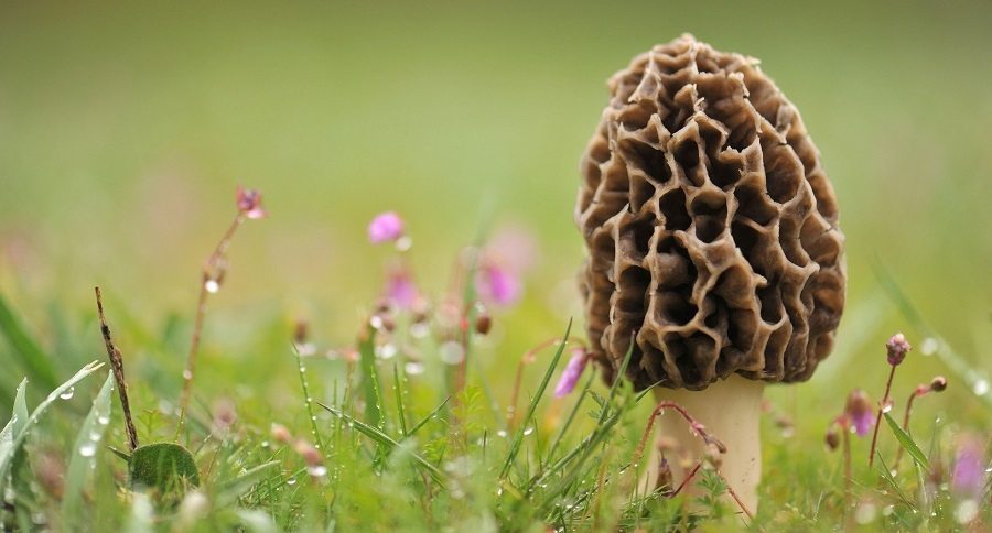 ohio's morel mushroom season