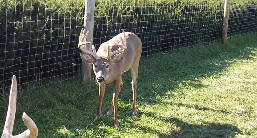 cwd