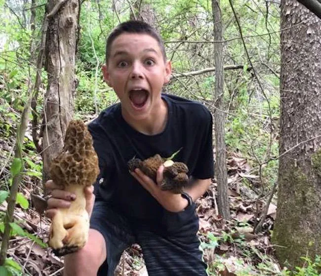 giant morel mushrooms