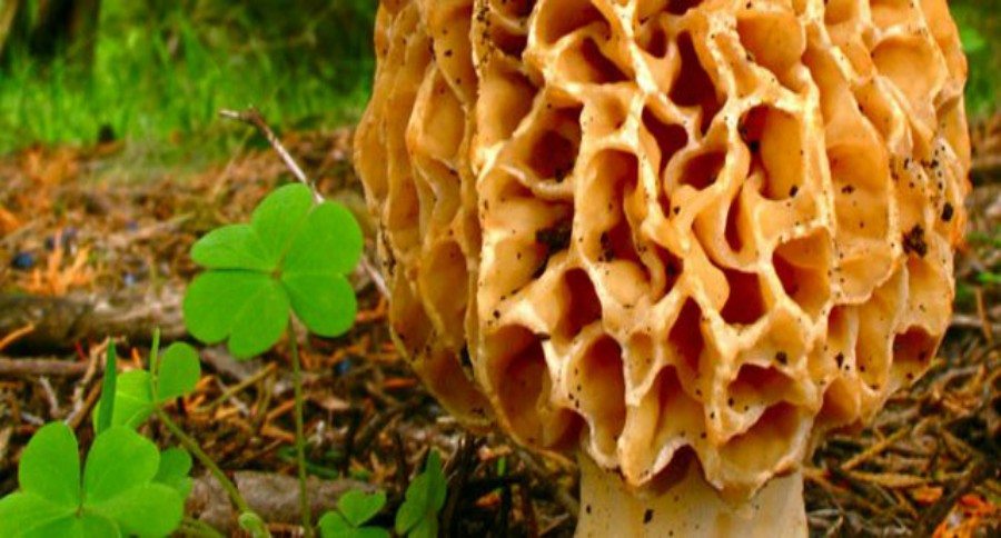giant morel mushrooms