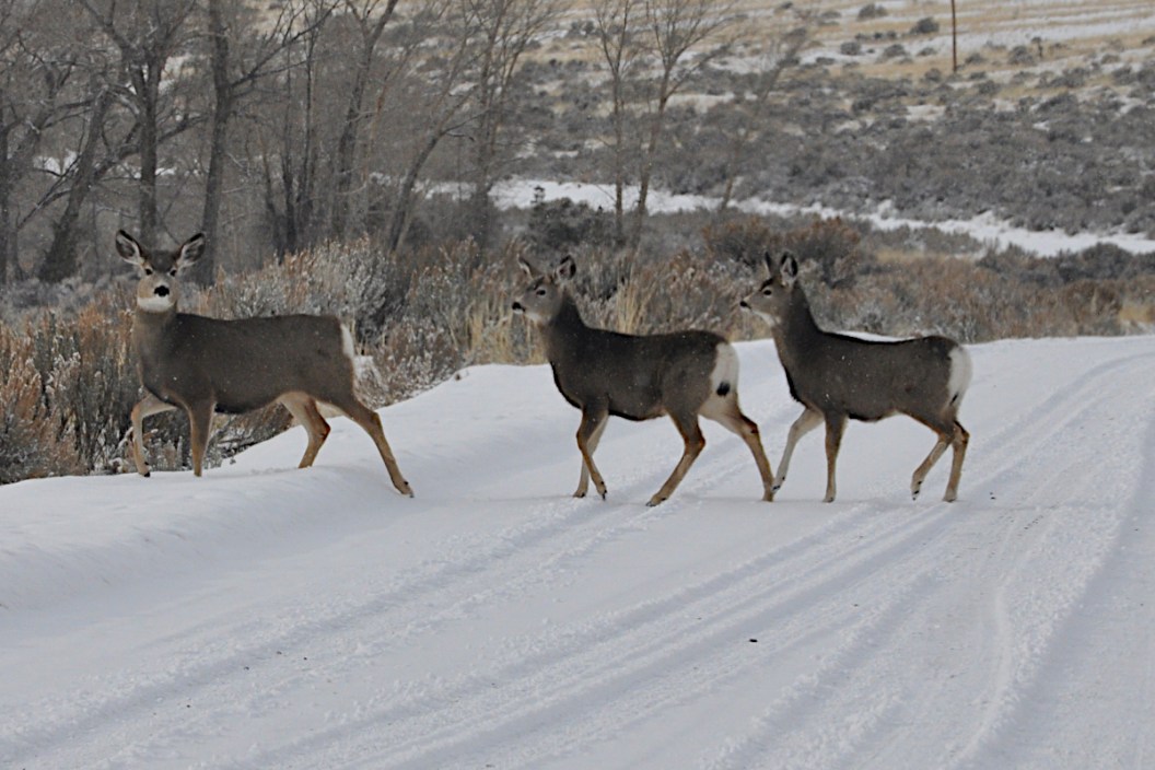 Mule Deer Migration