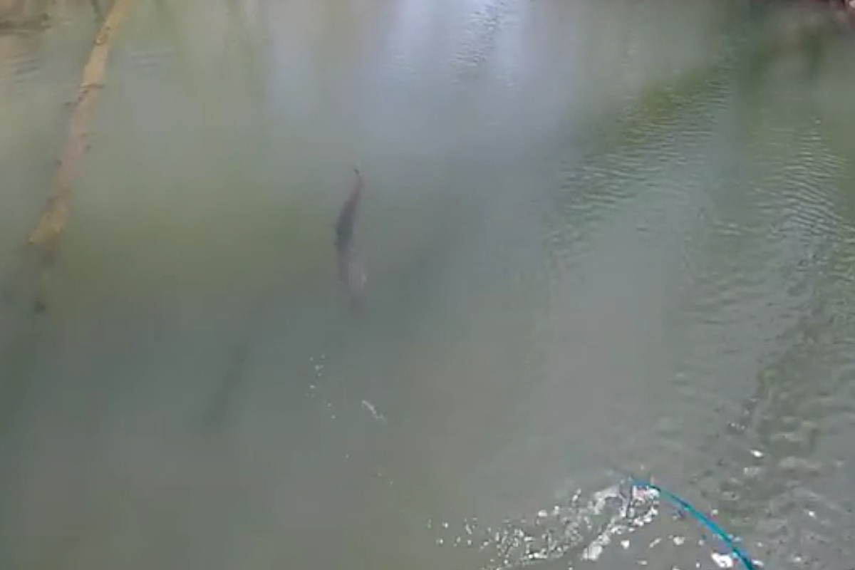 Muskie Fly