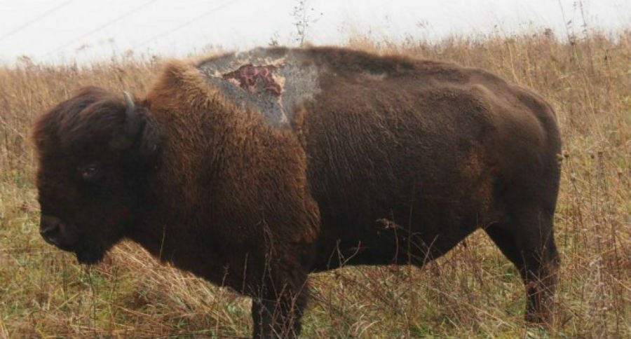 sparky the bison