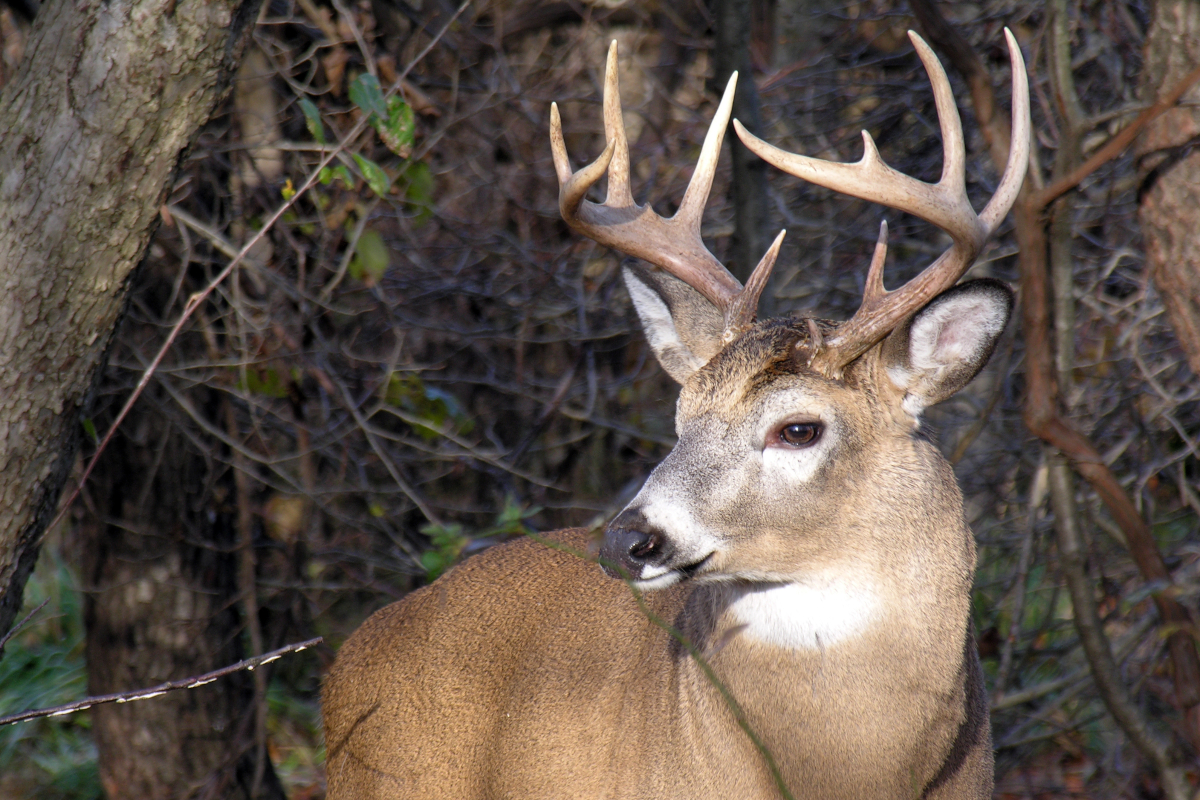 Tree on Deer