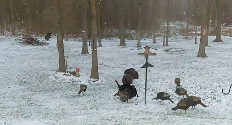 turkey season