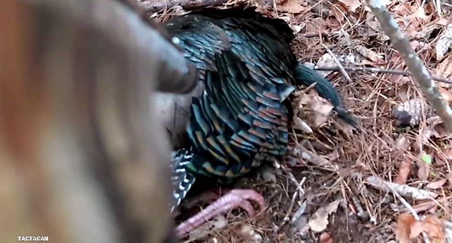 michael waddell tactacam turkey hunting