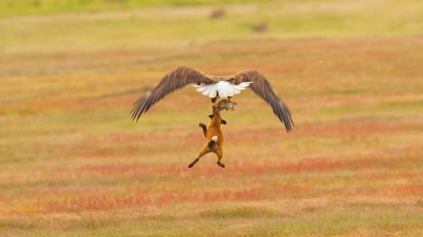 bald eagle